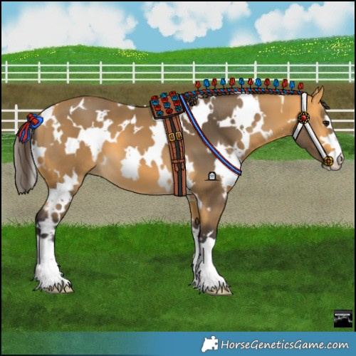Horse Color:White Spotted Buckskin