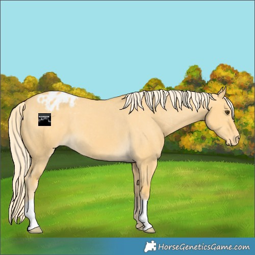 Horse Color:Palomino Dun Appaloosa 