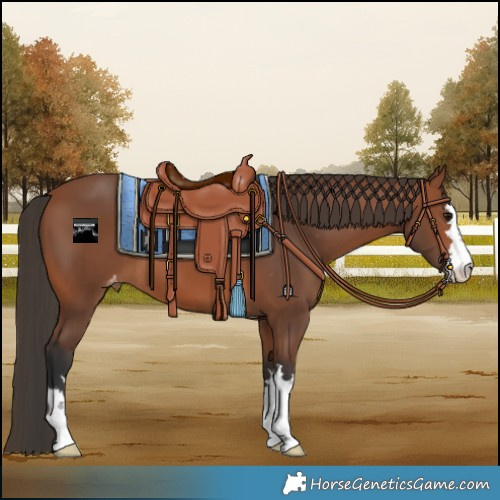 Horse Color:Bay Varnish 