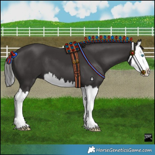Horse Color:Smoky Black Splash 