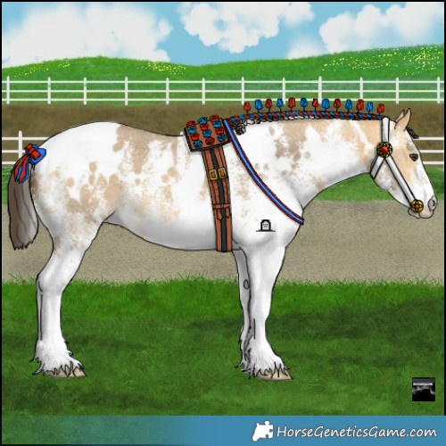 Horse Color:White Spotted Buckskin Dun 