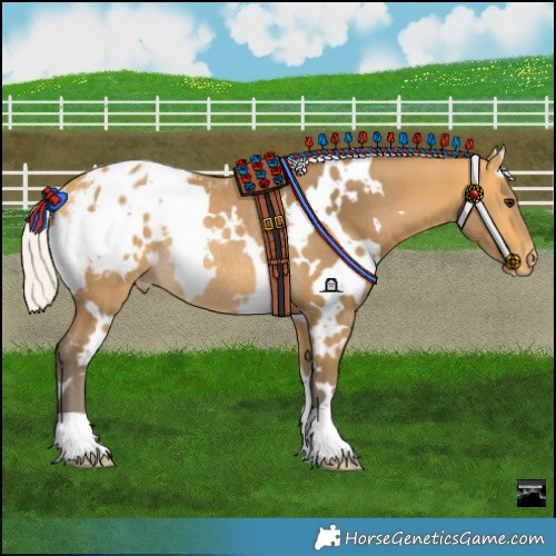 Horse Color:White Spotted Silver Buckskin Blanket Rabicano