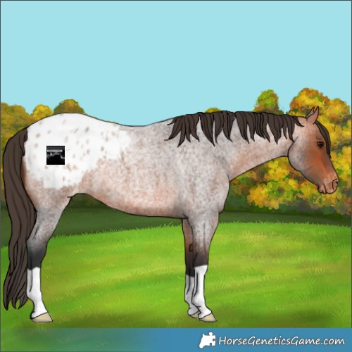 Horse Color:Bay Roan Appaloosa