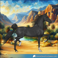 Horse Color:Black 