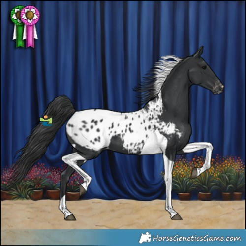 Horse Color:Black Tobiano Appaloosa