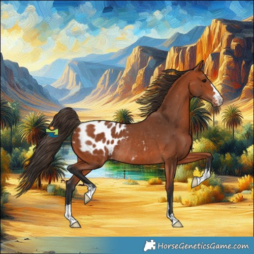 Horse Color:Bay Blanket Rabicano 