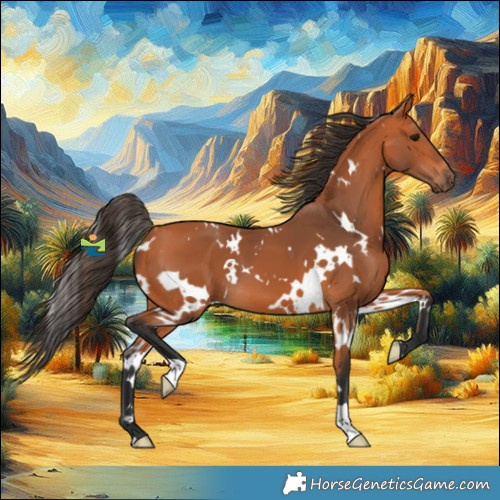 Horse Color:White Spotted Bay