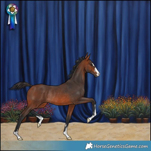 Horse Color:Bay Rabicano 