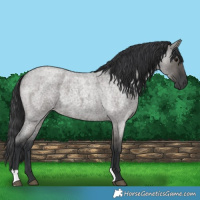 Horse Color:Grullo Roan 
