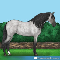 Horse Color:Grullo Roan