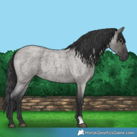Horse Color:Grullo Roan