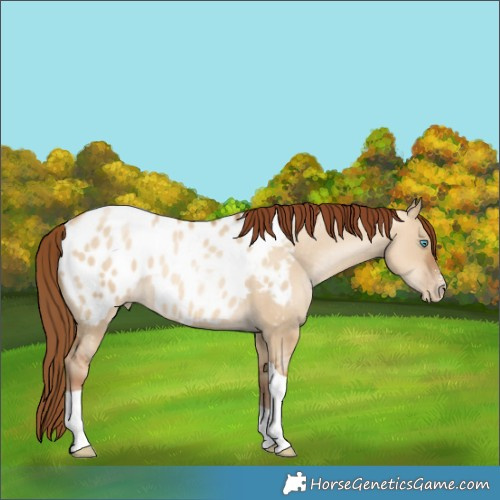 Horse Color:Gray Sable Champagne Pearl Dun Sabino Tobiano Appaloosa 