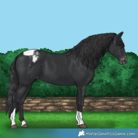 Horse Color:Black Tobiano Varnish 