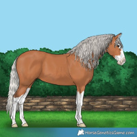 Horse Color:Silver Bay Splash 