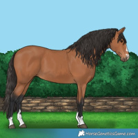Horse Color:Bay 