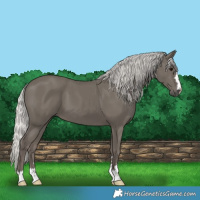 Horse Color:Silver Smoky Black