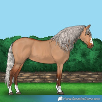 Horse Color:Silver Bay Dun