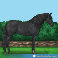 Horse Color:Black 
