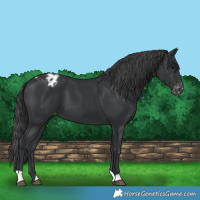 Horse Color:Black Varnish 