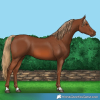 Horse Color:Chestnut 