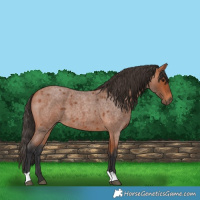 Horse Color:Bay Roan 