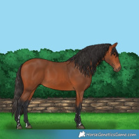 Horse Color:Bay 