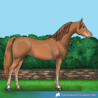 Horse Color:Chestnut 