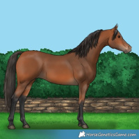 Horse Color:Bay 