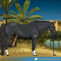 Horse Color:Black 