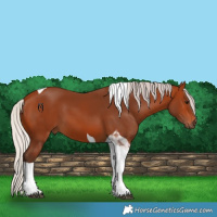 Horse Color:Silver Bay Tobiano