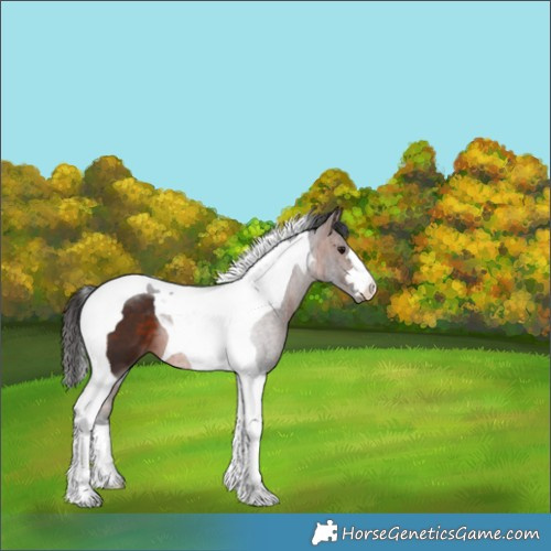Horse Color:Bay Tobiano 