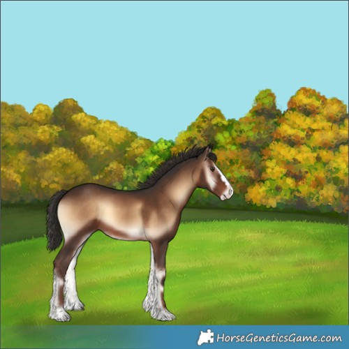 Horse Color:Liver Red Onyx Splash 