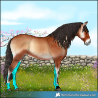 Horse Color:Bay Onyx