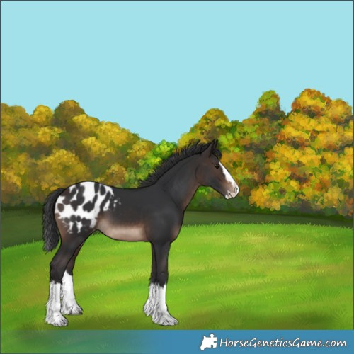 Horse Color:Brown Sabino Splash Appaloosa Rabicano 