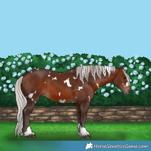 Horse Color:White Spotted Silver Brown Tobiano 