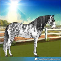 Horse Color:Brown Sabino Varnish Rabicano 