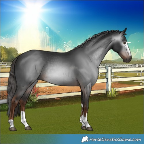 Horse Color:Gray Liver Chestnut Rabicano 