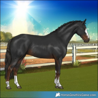 Horse Color:Gray Liver Chestnut Rabicano 
