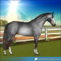 Horse Color:Gray Liver Chestnut Rabicano 
