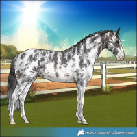 Horse Color:Brown Sabino Blanket Rabicano