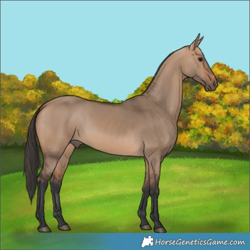 Horse Color:Bay Dun