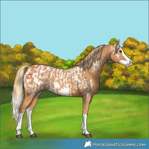 Horse Color:Chestnut Splash Frame and Chestnut Splash Frame Near Leopard