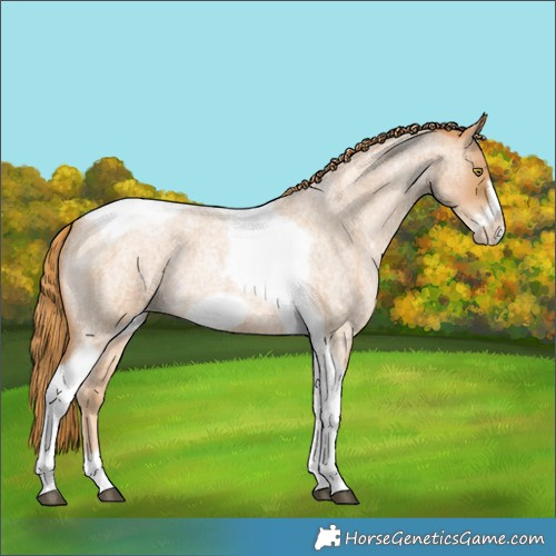 Horse Color:Red Roan Pearl Tobiano Frame