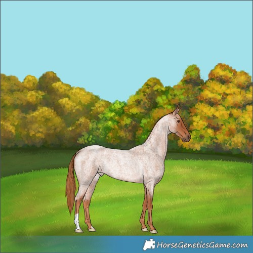 Horse Color:Red Roan Rabicano 