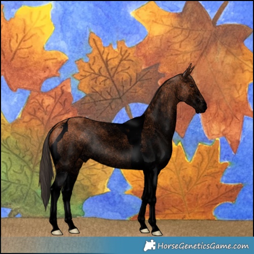 Horse Color:Void White Spotted Bay Tobiano Rabicano