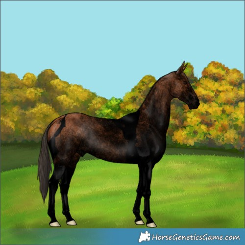 Horse Color:Void White Spotted Bay Tobiano Rabicano