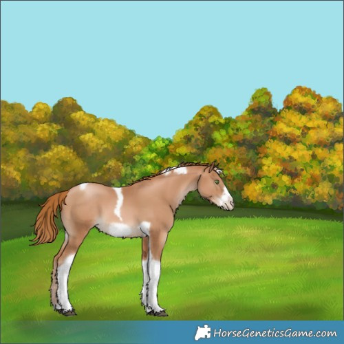 Horse Color:Chestnut Pearl Tobiano Frame