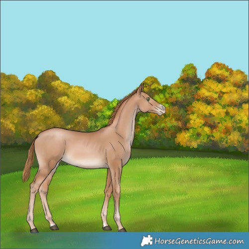 Horse Color:Chestnut Pearl 