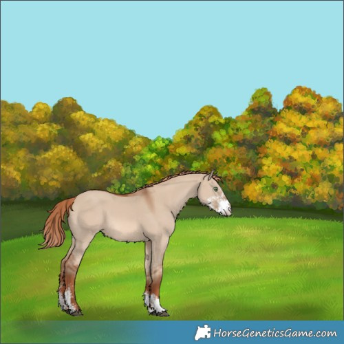 Horse Color:Red Dun Sabino 
