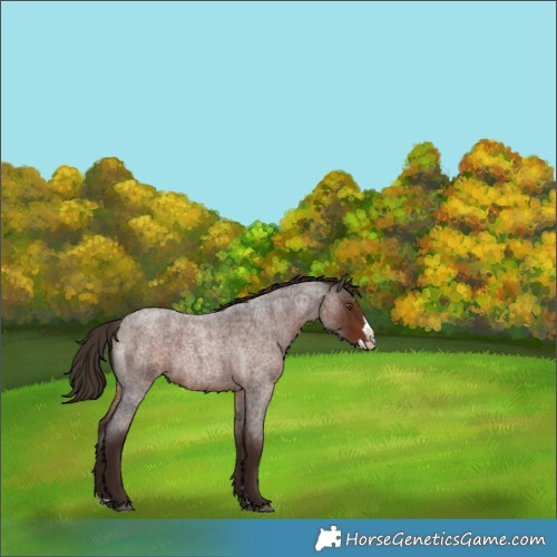 Horse Color:Liver Red Roan Splash